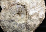 Huge Ammonite (Choffaticeras?) - Goulmima, Morocco #27365-5